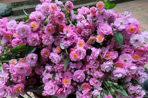 Năm chỉ có một mùa, Hà thành đổ xô mua hoa dại thôn quê chơi xuân