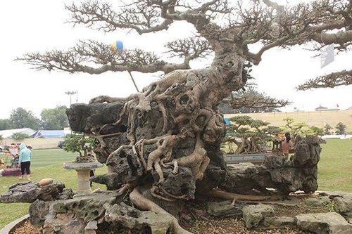 Những cây sanh thô ráp được 'hét giá' tiền tỷ sau hàng chục năm tạo tác