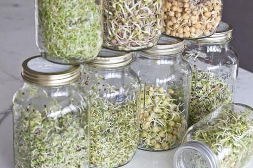 Tự trồng rau mầm không cần đất siêu nhanh siêu sạch, mẹ nào cũng làm được