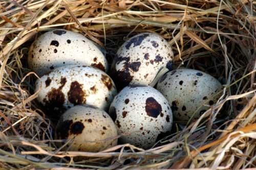 Trứng chim cút mang lại nhiều tác dụng cho sức khỏe