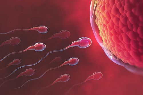 Thời gian rụng trứng là khi nào? Rụng trứng kéo dài bao lâu mỗi tháng?