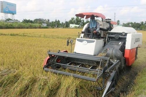 Giá lúa gạo hôm nay 16/3: Giá lúa gạo bật tăng mạnh trở lại