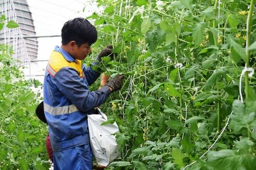 Phấn đấu đến năm 2030: Số hợp tác xã hoạt động đạt loại tốt, khá chiếm từ 60 - 70%
