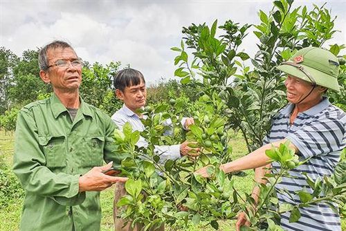 Liên kết trồng cây ăn quả ở thị trấn Bến Quan