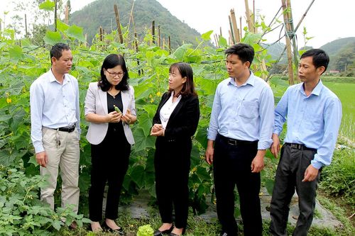 Kiểm tra mô hình trồng và phát triển dưa leo tại huyện Sơn Dương
