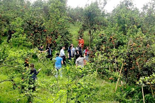 Khảo sát phát triển cam sành Hàm Yên
