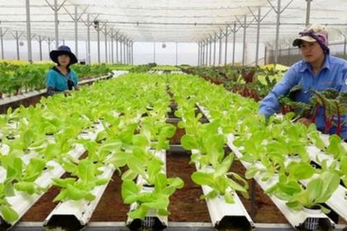 Cả nước có khoảng 45.000 hợp tác xã vào 2030