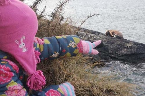 Ngủ quên trên tảng băng trôi, hải mã trôi dạt từ Bắc Cực tới Ireland