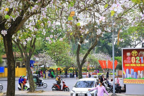 Mùa hoa ban khoe sắc