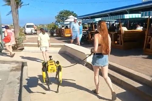 Người đi đường thích thú với chú chó cưng giá 75.000 USD