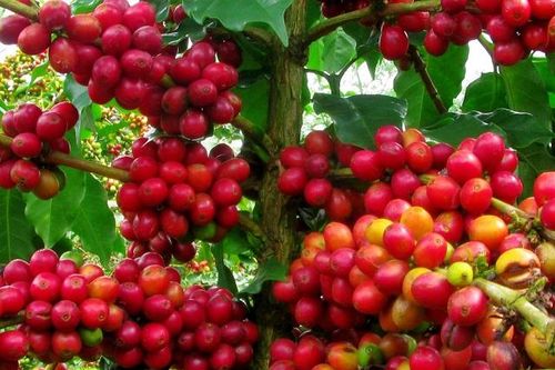 Giá cà phê hôm nay 17/3: Đồng loạt tăng mạnh, Arabica cao nhất 2 tuần qua, Robusta vượt 1.400 USD/tấn