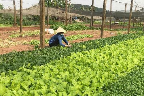 Giá rau tăng, người trồng có lãi
