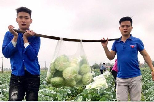 Đoàn viên thanh niên chung tay 'giải cứu' nông sản
