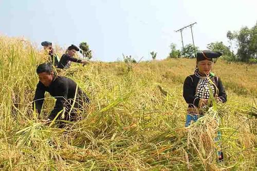 Cuộc sống mới của người Si La