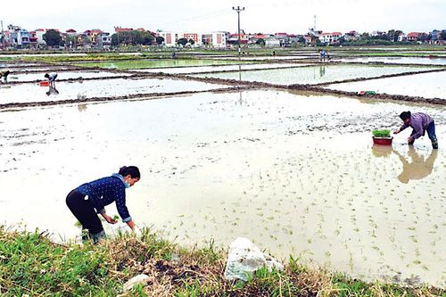 Tập trung chăm sóc và bảo vệ lúa đông xuân