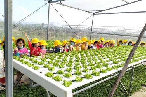 Đà Nẵng: Mô hình rau củ quả 'phá băng' du lịch