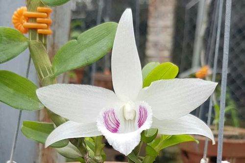 Bưởi da xanh rẻ như cho, 99% vụ chuyển nhượng lan Bảo Duy gần 19 tỉ đồng là giả