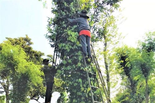 Vì sao giá hồ tiêu tăng phi mã dù nguồn cung không thiếu?