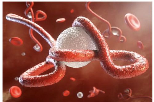 Thấy 'thủ phạm' gây dịch Ebola trú ẩn trong cơ thể người thời gian 'siêu dài'