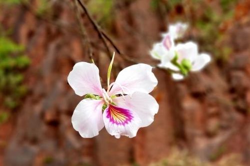 Đẹp ngỡ ngàng hoa ban Mộc Châu tháng Ba