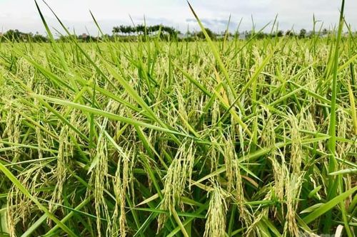 Giá lúa gạo hôm nay 17/3: Gạo xuất khẩu tăng 15 USD/tấn, lúa nội địa biến động trái chiều
