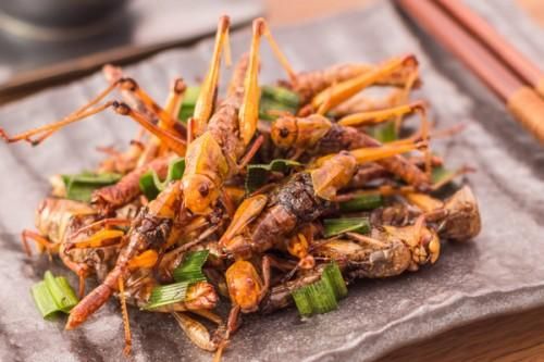 Việt Nam được phép xuất khẩu thực phẩm làm từ côn trùng vào thị trường EU