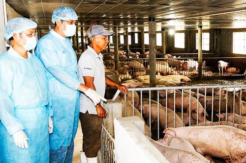 Phòng dịch gắn với chuyển đổi chăn nuôi