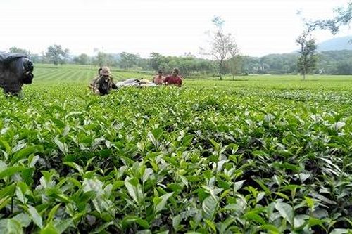Phát triển sản xuất nông nghiệp theo hướng hàng hóa ở Thanh Sơn