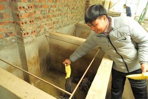 Làm giàu từ con nhím