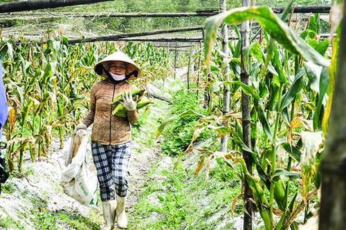 Xanh lại miền cát trắng