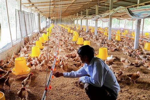Tăng hiệu quả kinh tế nhờ chuyển đổi cây trồng, vật nuôi