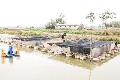 Nhiều mô hình nông nghiệp có hiệu quả cao ở Vĩnh Giang