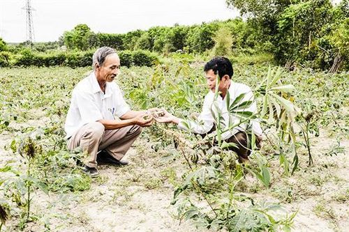 Cùng nông dân làm nên những mùa vàng
