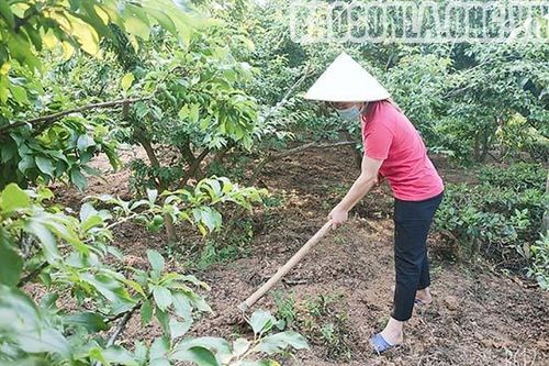 Bước đột phá ở HTX dịch vụ nông nghiệp Toàn Phát