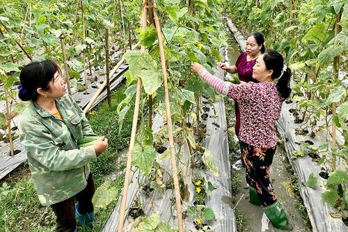 Sơn Dương nỗ lực giảm nghèo
