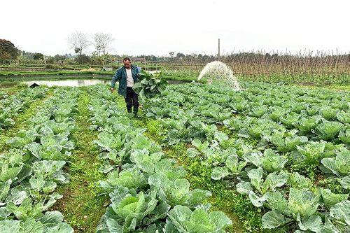 Bất cập trong sản xuất nông sản