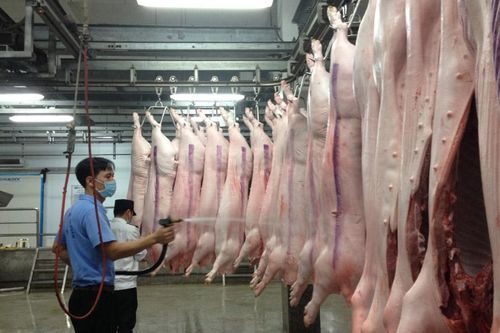 Siết chặt quản lý cơ sở giết mổ lợn