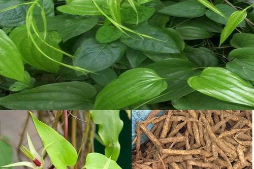 Bài thuốc chữa ho do cảm lạnh