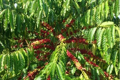 Giá cà phê hôm nay 18/3: Robusta tiếp tục tăng, trong nước cán mốc 33.000 đồng/kg