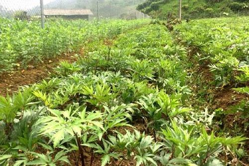 Đến 2025, thuốc sản xuất trong nước đạt 75% số lượng sử dụng