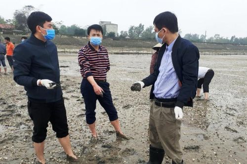 Ngao nuôi ở bãi triều Thanh Hóa bị chết hàng loạt