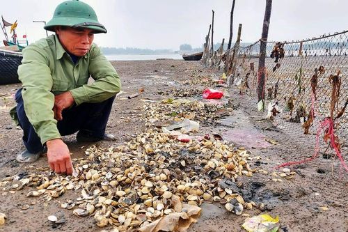 Thanh Hóa: Xác định nguyên nhân ngao chết bất thường hàng loạt