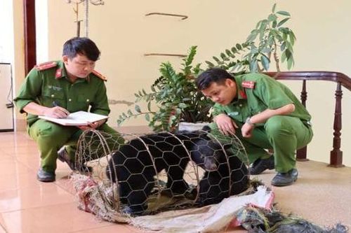 Vận chuyển gấu con lĩnh án 3 năm tù