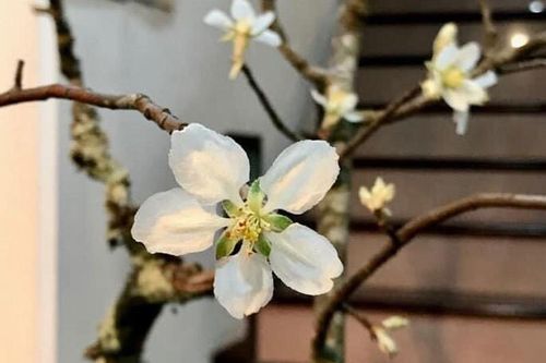 Trào lưu chơi hoa táo mèo 'lên ngôi', người Hà Nội rủ nhau mua về cắm