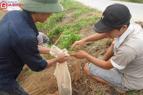 TP. Cần Thơ nói gì về thông tin chi gần 30 tỷ đồng để diệt chuột?