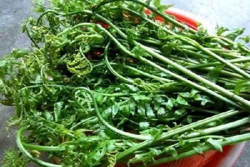 4 loại rau 'trường thọ' được cổ nhân đánh giá cao, loại số 3 mọc dại đầy đường