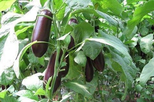 Cà tím giúp tránh cao huyết áp, ung thư, gout