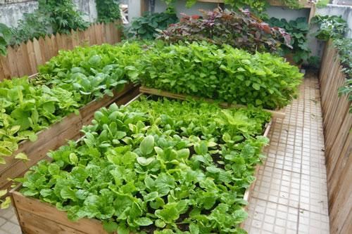Mẹo trồng cây siêu hiệu quả với trứng và chuối chín