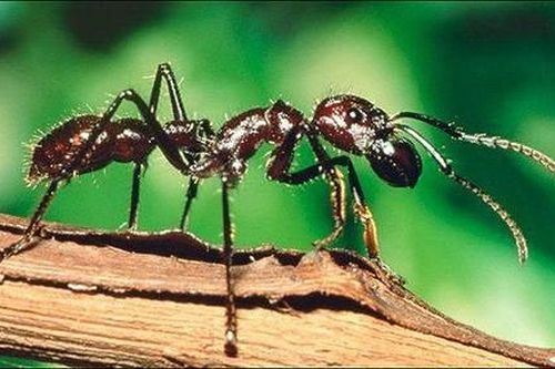 Những loài côn trùng sát thủ sở hữu nọc độc nhất hành tinh