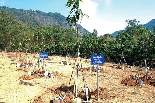 Trồng thêm 18 triệu cây xanh cho An Giang